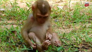Savanna Terrify cry so loudly cos he scare lost dad he look so sadness poor Orphan monkey