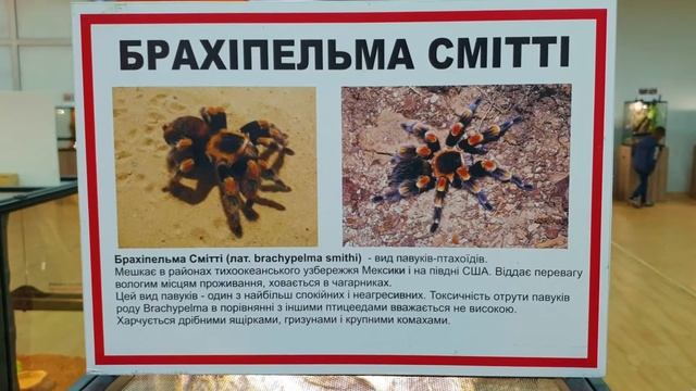 Выставка пауков, рептилий и других ядовитых насекомых. смотреть онлайн