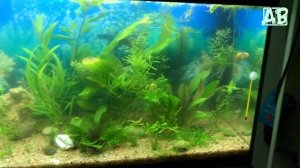 МУТНАЯ ВОДА В АКВАРИУМЕ И НЕ РАСТУТ РАСТЕНИЯ! СОВЕТЫ НАЧИНАЮЩИМ АКВАРИУМИСТАМ!