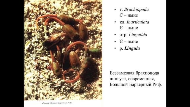 Лекция 8 Брахиоподы_1