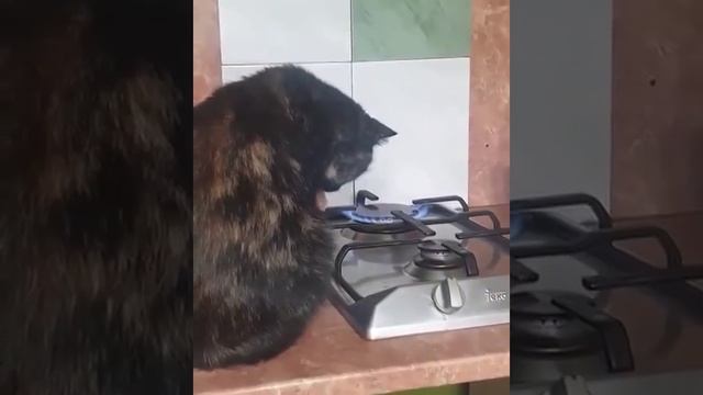 котошугаринг