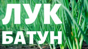Лук-батун, он же лук татарка, он же зимний лук, он же дудчатый и песчаный лук