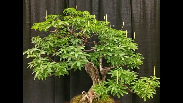 Frangipani Bonsai Tree Care смотреть онлайн