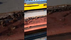 потравили пчёл Средний Егорлык Целинского р-на Ростовской области