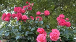 Роза один из самых красивых цветов на планете. Жимолость вьющаяся Серотина , тот невзрачный цветоче