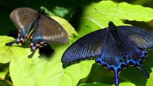 Хвостоносцы Маака и синий - самые крупные и красивые бабочки Дальнего Востока | Film Studio Aves