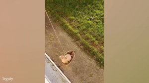 Веселые коты и кошки подборка #17