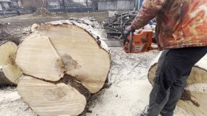 Бензопила EMAS 365 режу клён больше 1 метра в диаметре шиной 70см