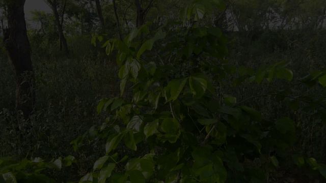 Расслабляющая музыка Успокаивающая музыка для сна смотреть онлайн