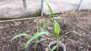 Выращивание кукурузы рассадным способом .Ранний урожай кукурузы.