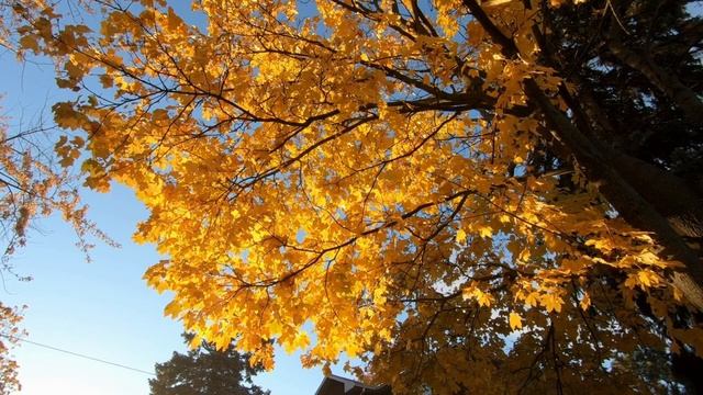 Евангелие дня 21 сентября 2022 с толкованием. Апостол дня. Жития Святых смотреть онлайн