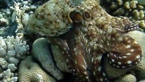 Приключения осьминога в бухте Макади Бей (Египет)