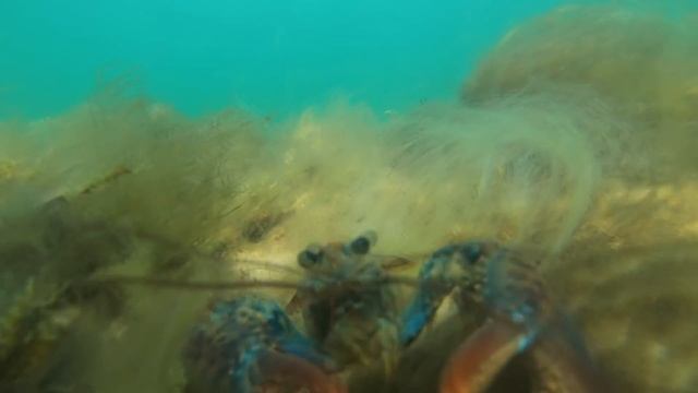 Top 15 MOST RARE LOBSTERS - Giant Rainbow Lobsters смотреть онлайн