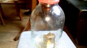 Самая простая и эффективная мышеловка!!!