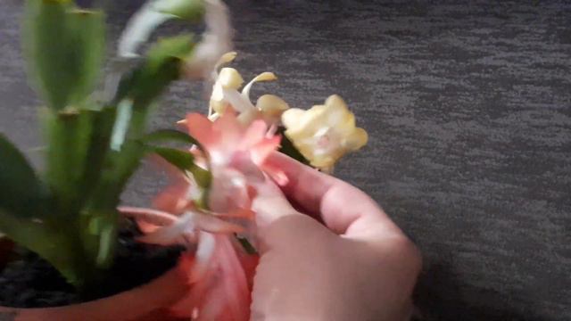 опыление шлюмбергеры сорта ICE DANCER & TEA ROSE