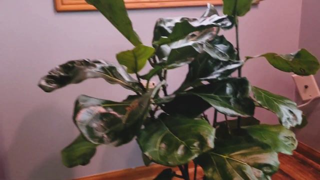 Update Fiddle Leaf Fig Tree Part 002 | Ficus Lyrata 02 & 03 | Plant Vlog 033 смотреть онлайн