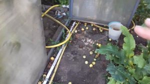 Система полива грядок на огороде