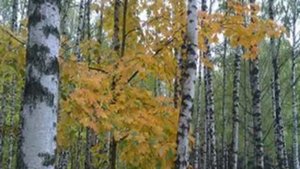 Когда иду я Подмосковьем.flv