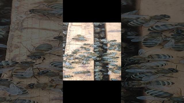 Крутые Пчёлы