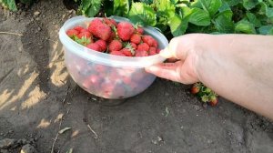 ??КЛУБНИКА РЕМОНТАНТНАЯ КОРОЛЕВА ЕЛИЗАВЕТА 2. Нейтрального светового дня (НДС). МОЙ ОТЗЫВ