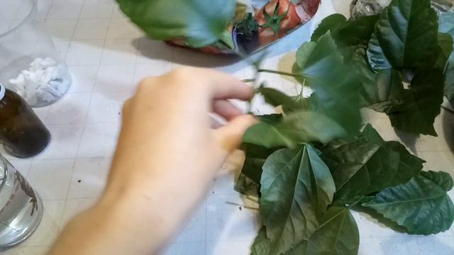 Как размножить гибискус черенком в домашних условиях. смотреть онлайн