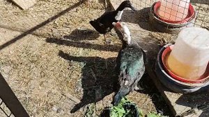 Мускусные утки. Индоутки. Ясли.