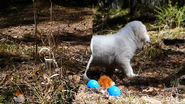 Щенки среднеазиатской овчарки в питомнике #Таежный Талисман ИРТЫШ#алабай #сао #щенкиалабая смотреть онлайн