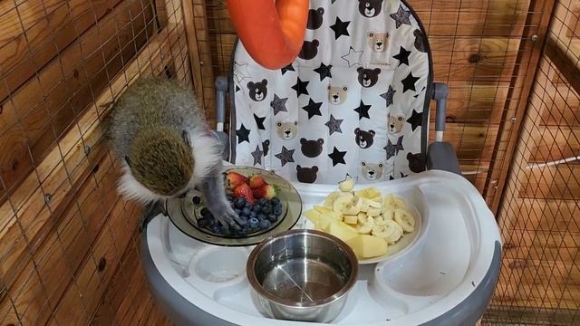 Зелёная мартышка Вася, выбирает чем обедать.
