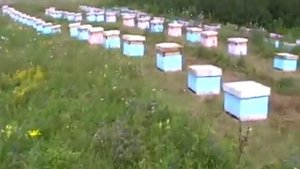 Кочёвка пчёл