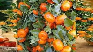 Мандарин выращиваем дома