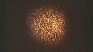 Сбор лекарственного растительного сырья © Collection of medicinal plants