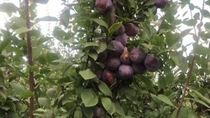 Сливовый сад/рай на земле