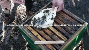 как объединить пчелиные семьи.как объединить семьи пчёл в многокорпусном улье.альпийский улей.мфу