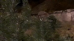 Ритуал - онлайн от врагов ко всем Силам.