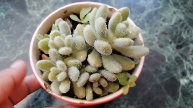 Suculentas peluditas o aterciopeladas |Suculentas Emirza смотреть онлайн