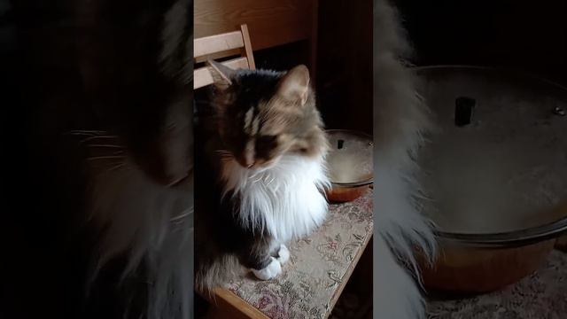 Полный пипец! Тесто не поднимается, сметана не получилась, зато с засором справилась.😺 смотреть онлайн