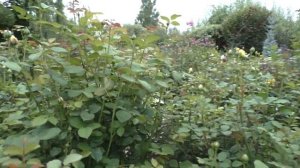 Второе цветение роз Д.Остина в Сибирском саду