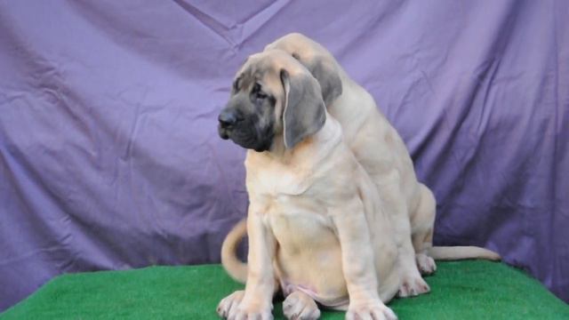English Mastiff,Bullmastiff puppies kennel Grand Life Energy смотреть онлайн