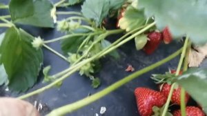 Клубника. Сорт Сирия.