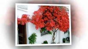 Бугенвиллия (Bougainvillea).