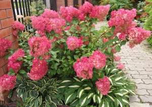 Моя метельчатая гортензия Розовая королева