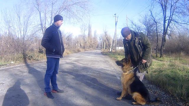 Служебные собаки. Охрана территории.