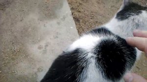 КАК ПОГЛАДИТЬ КОШКУ.
