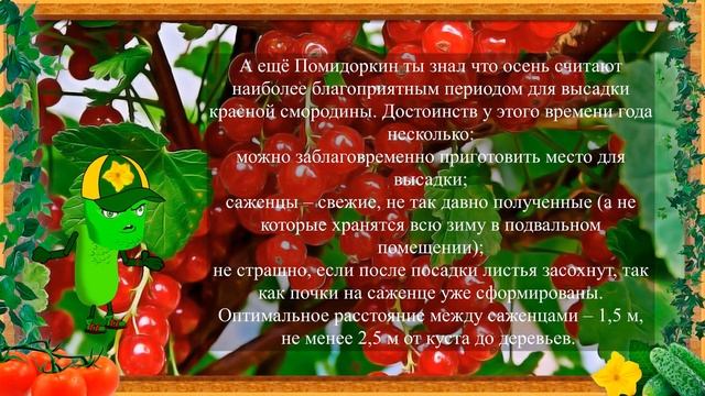 КРАСНАЯ СМОРОДИНА ПОЛЕЗНА ДЛЯ... смотреть онлайн