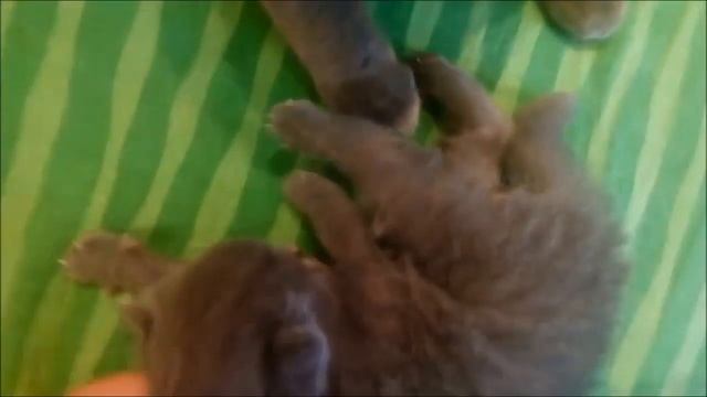 Британские и Шотландские новорожденные котята  7 дней смотреть онлайн