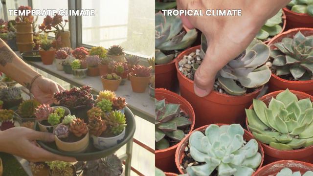 HOW TO GROW COLORFUL SUCCULENTS | with 9 Years Experience смотреть онлайн