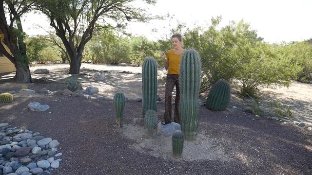 TRANSPLANTING SAGUARO CACTUS / JoyUsGarden смотреть онлайн