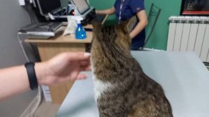 Василиса - кошка с пулей в позвоночнике. Обследование в клинике, рентген.