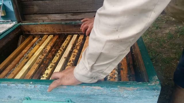 После выкачки меда осмотр смотреть онлайн