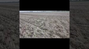 Выращивание нута . No-till 29.03.2019. Посев нута сеялками  Flexi coil  , Case SDX , Horsch Avatar